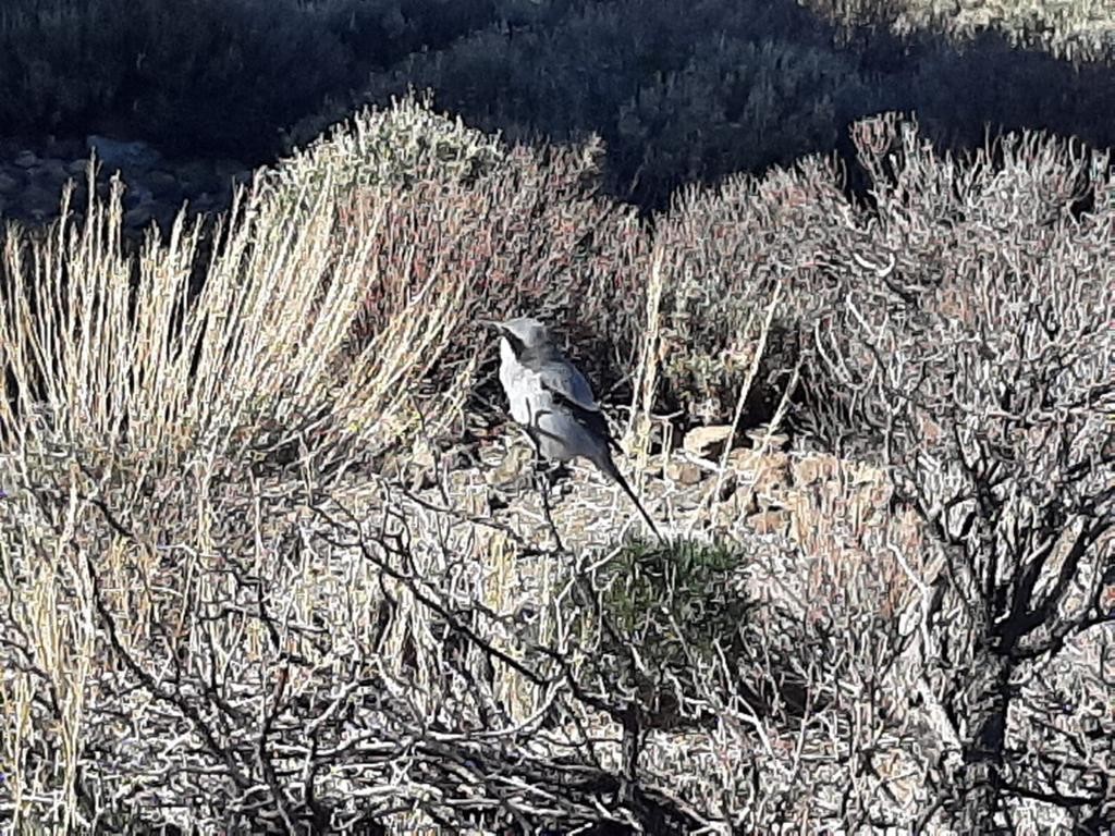 Una de las diferentes especies de ave que se podrán ir divisando durante la ruta de senderismo por Guajara, en el Teide