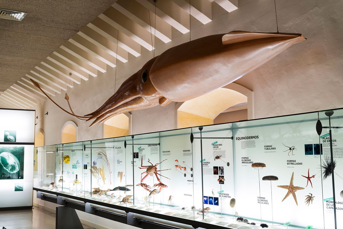 Sala sugli animali marini nella visita al Museo di Natura e Archeologia
