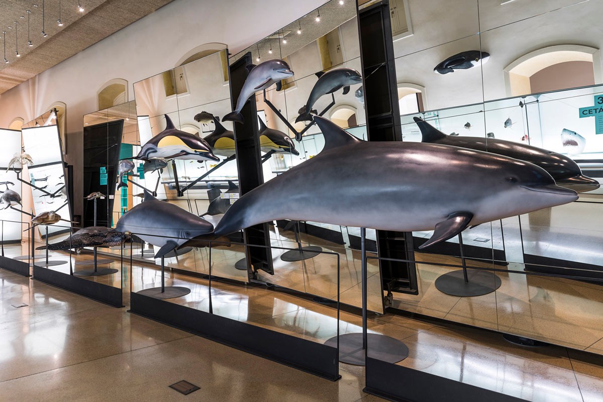 Mostra sulla storia naturale di Tenerife nel MUNA