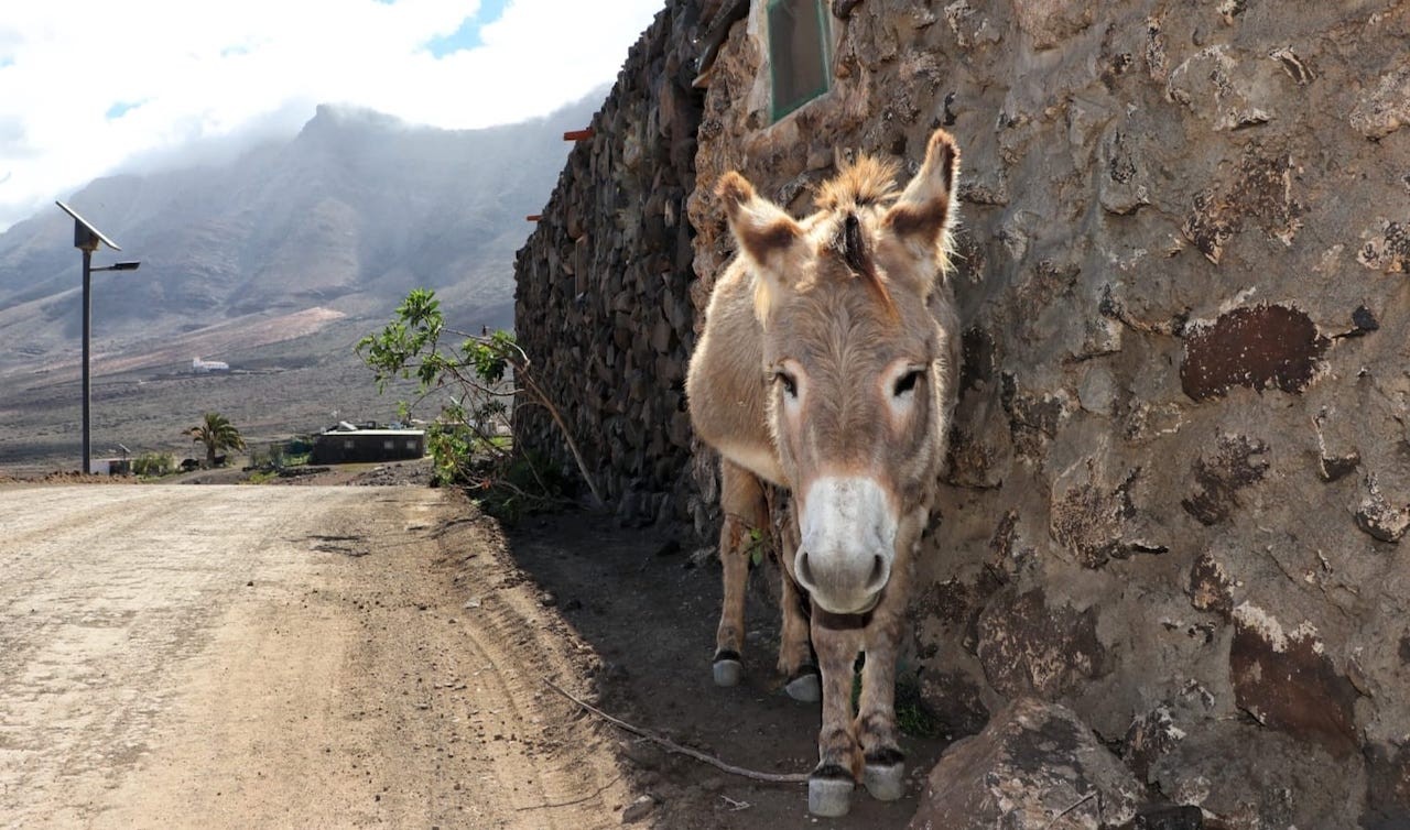 Landschap van Fuerteventura met zijn natuurlijke diversiteit, waaronder bergen en vegetatie