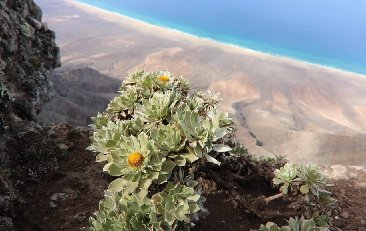 Paysage de Fuerteventura avec sa diversité naturelle, y compris les montagnes et la végétation