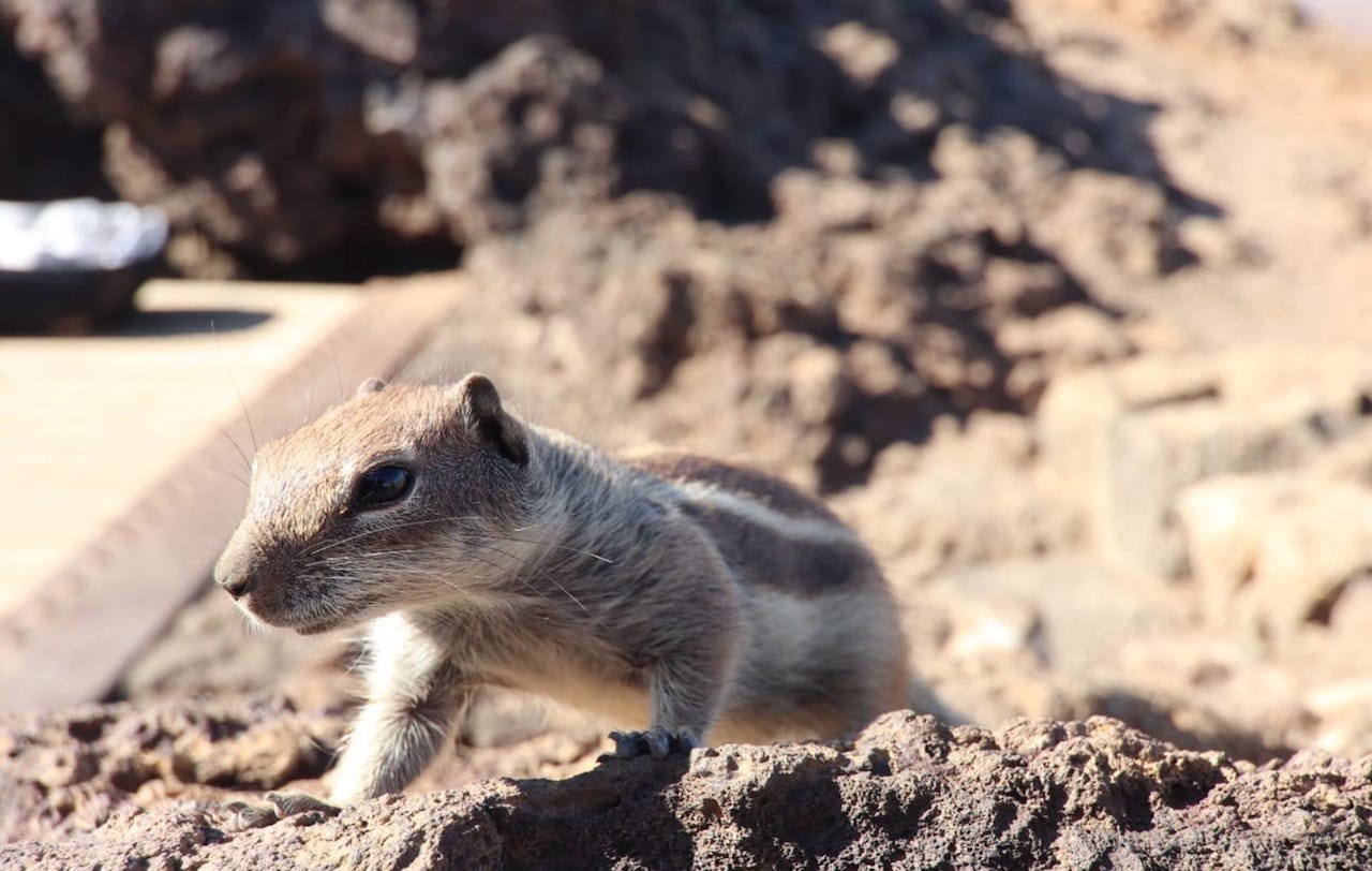Fauna del norte de Fuerteventura, mostrando la biodiversidad de la isla