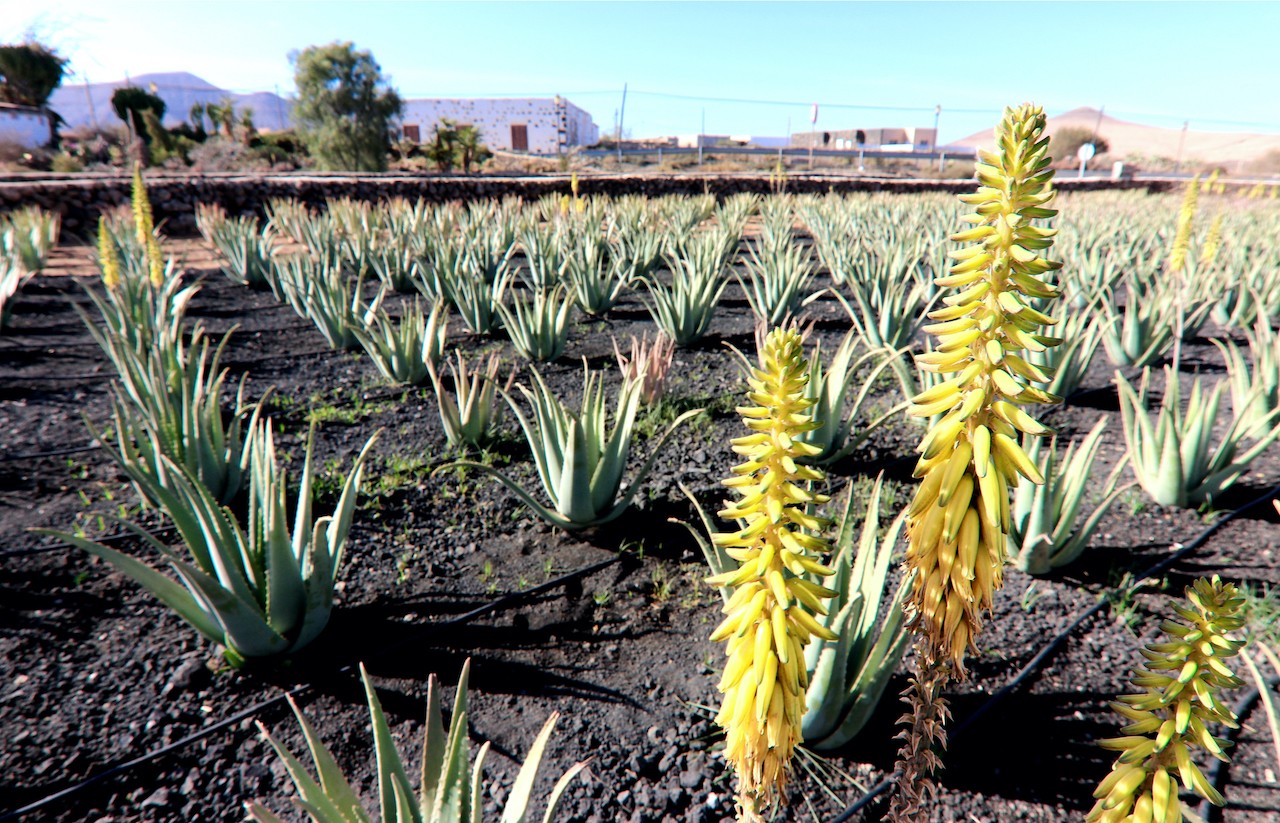 Planta de Aloe Vera en Fuerteventura, conocida por sus propiedades medicinales