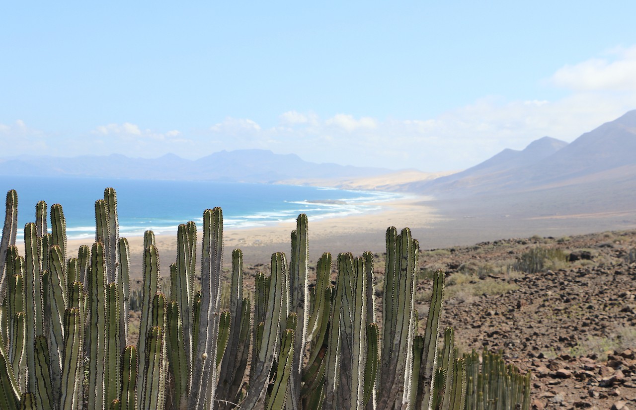 De cardoncactus in Cofete, Fuerteventura, emblematisch voor de inheemse flora van de regio