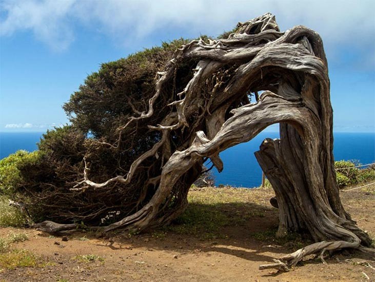 Árbol La Sabina en el Hierro en la excursión en jeep en privado
