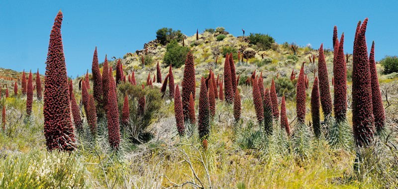 Flowering Tajinastes, an endemic species of the Teide that can be seen during the private VIP Teide Tour