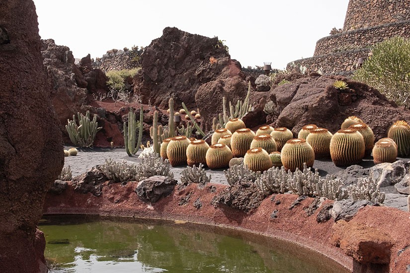 Excursion to the Cactus Garden on the North Route in Lanzarote