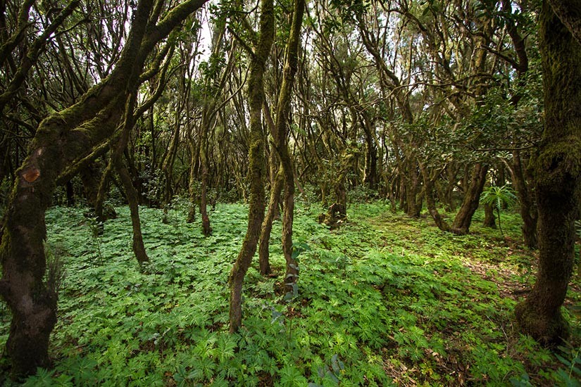 Lorbeerwald auf La Gomera bei der privaten VIP Tour