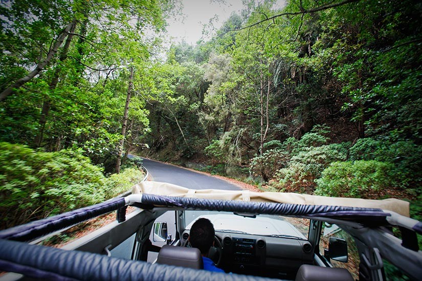 Route durch Wälder auf La Gomera bei der Jeep Safari