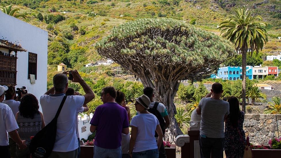 Uitzicht op de duizend jaar oude drakenbloedboom van Icod